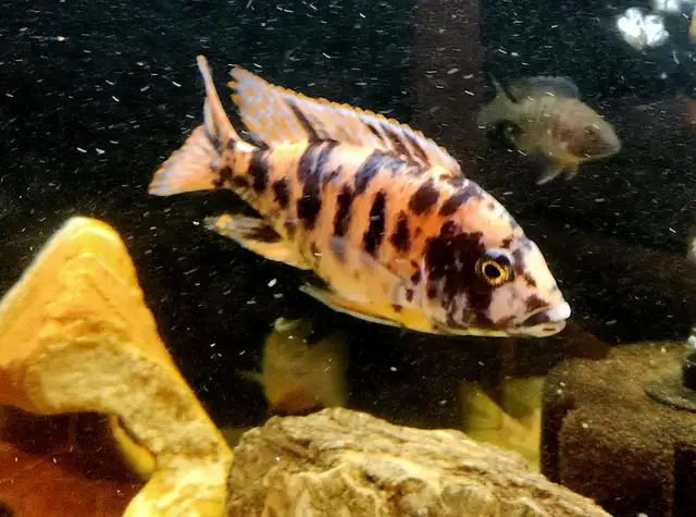 Ob peacock males 3'-4' - Photo 4