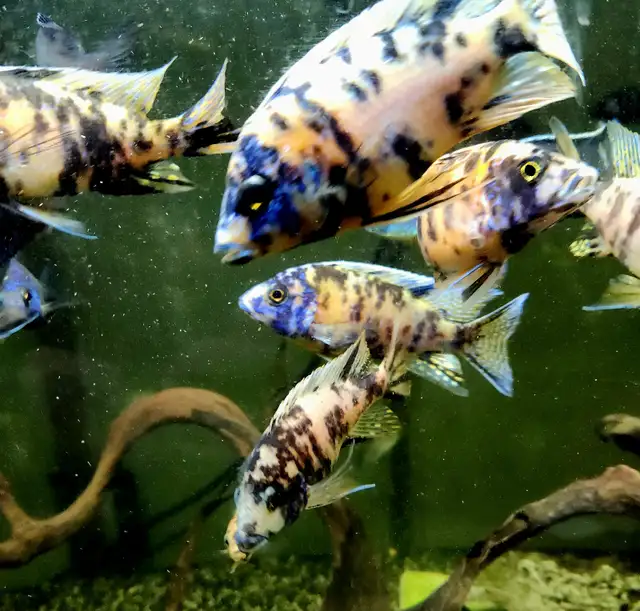 Ob peacock males 3'-4' - Photo 5