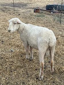 sheep ram - Photo 2