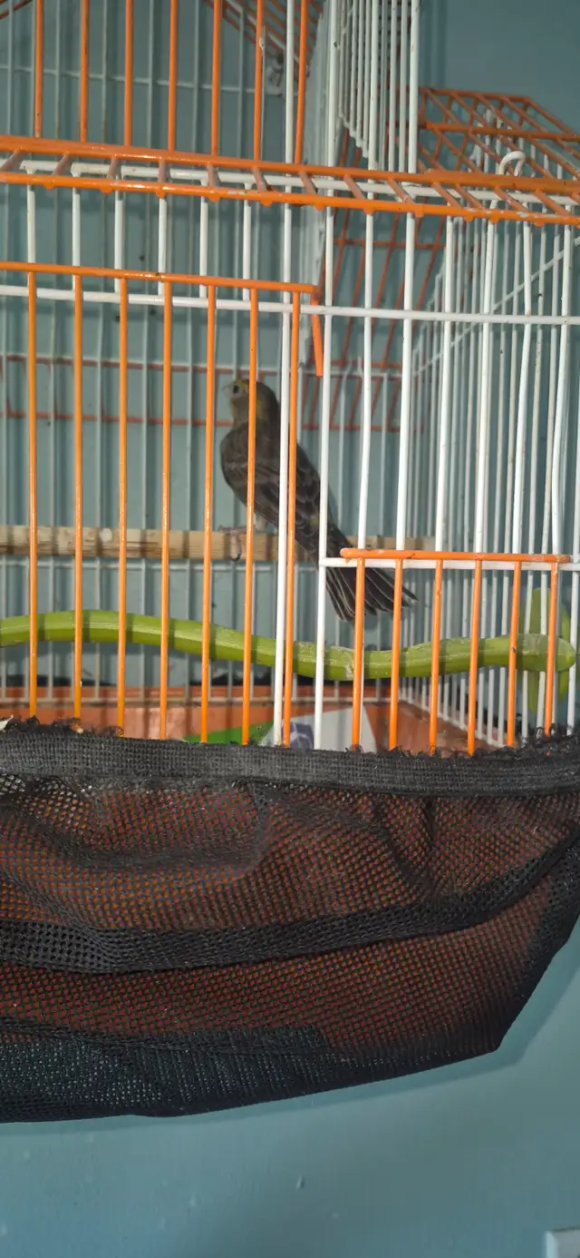 Fin elevage ,liquidation de canaris des race et un mullet