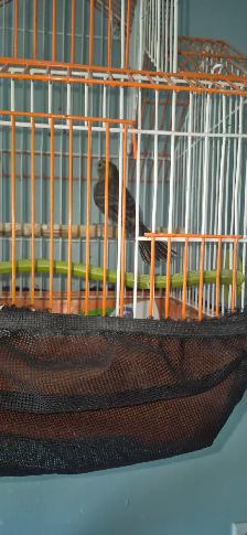 Fin elevage ,liquidation de canaris des race et un mullet