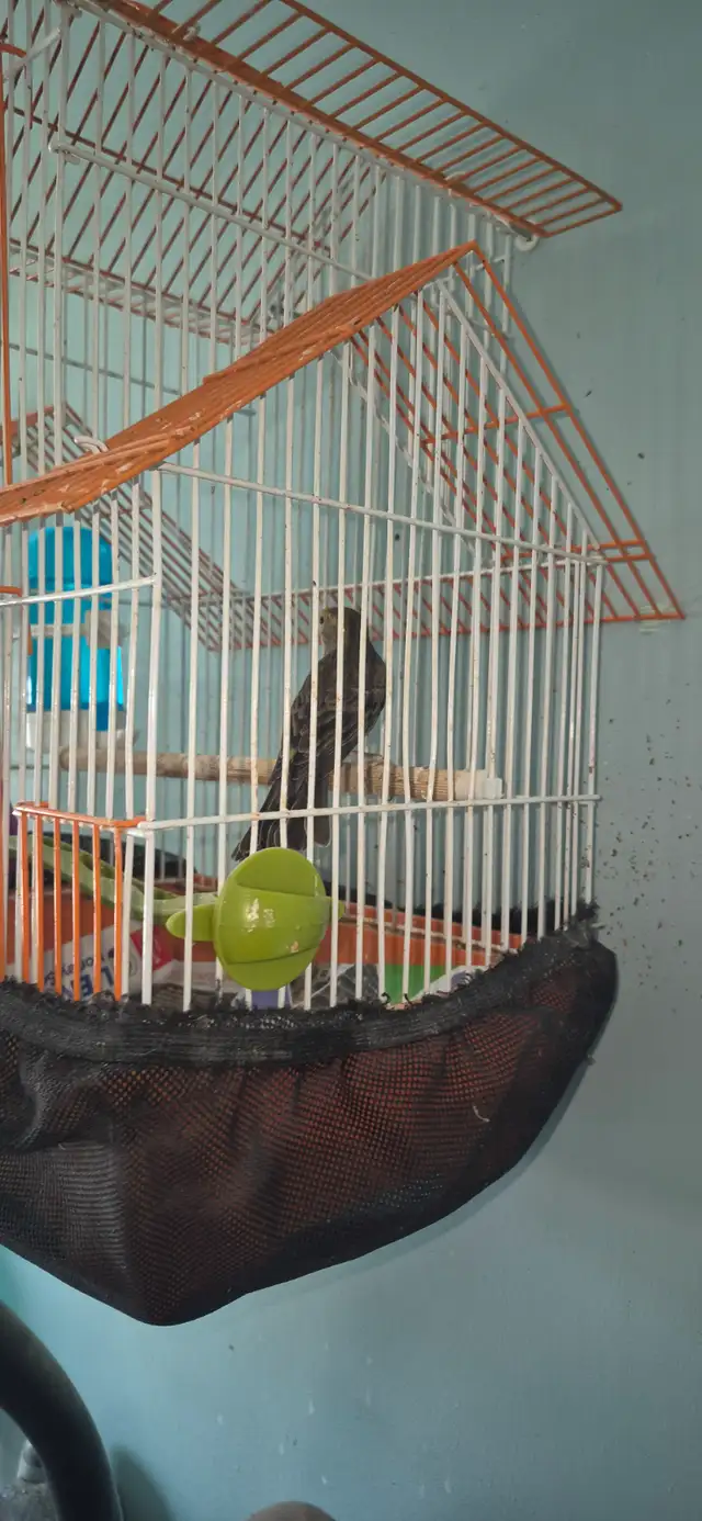 Fin elevage ,liquidation de canaris des race et un mullet - Photo 2