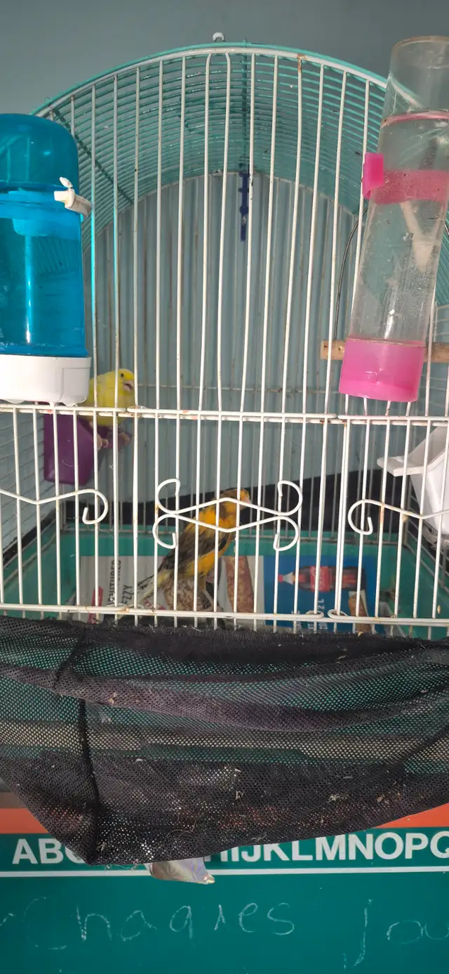 Fin elevage ,liquidation de canaris des race et un mullet - Photo 3