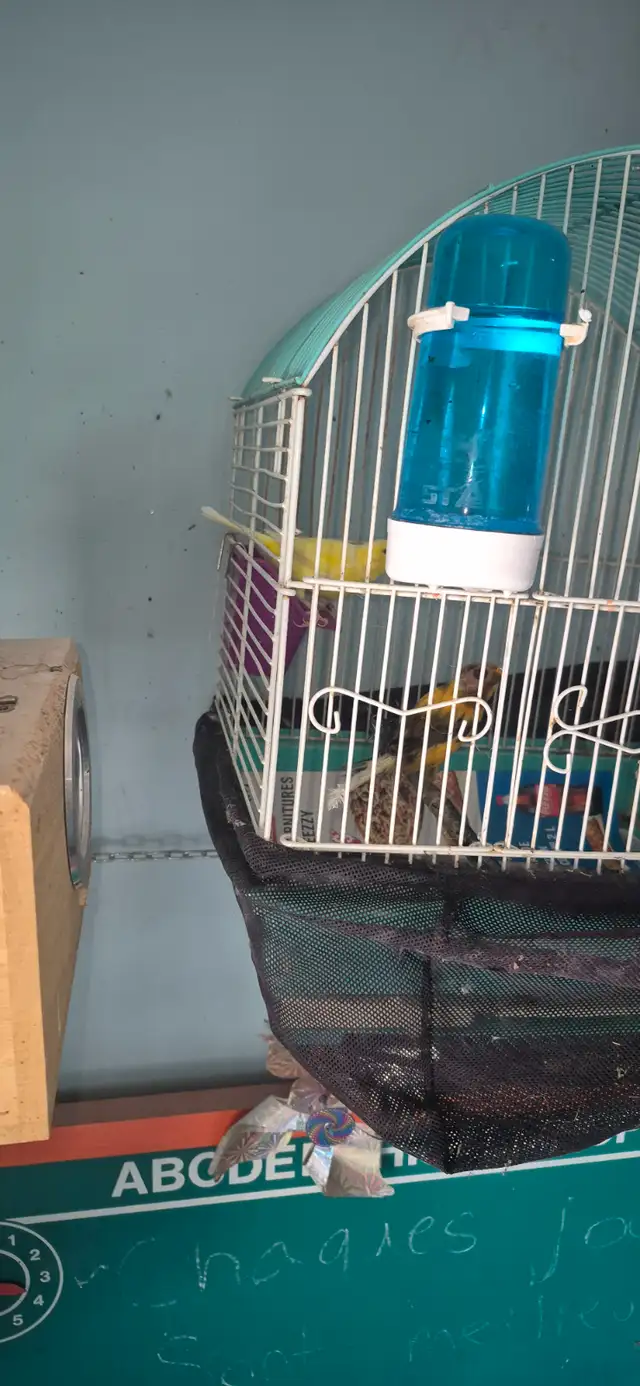 Fin elevage ,liquidation de canaris des race et un mullet - Photo 4