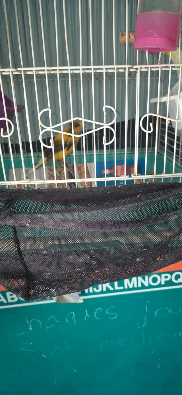 Fin elevage ,liquidation de canaris des race et un mullet - Photo 5