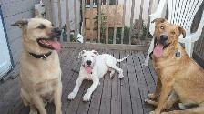 EXPERIENCED DOG BOARDING/DOG DAYCARE/DOG TRAINING - Photo 3
