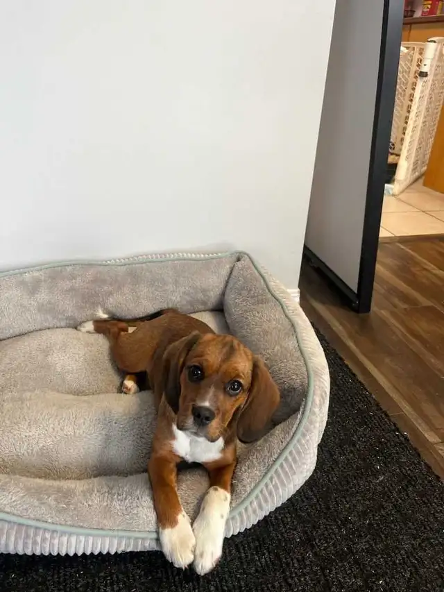 EXPERIENCED DOG BOARDING/DOG DAYCARE/DOG TRAINING - Photo 6