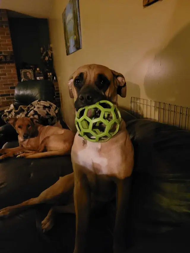 EXPERIENCED DOG BOARDING/DOG DAYCARE/DOG TRAINING - Photo 8