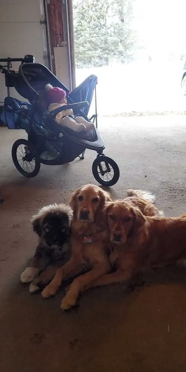 EXPERIENCED DOG BOARDING/DOG DAYCARE/DOG TRAINING - Photo 9