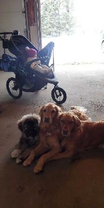 EXPERIENCED DOG BOARDING/DOG DAYCARE/DOG TRAINING - Photo 9