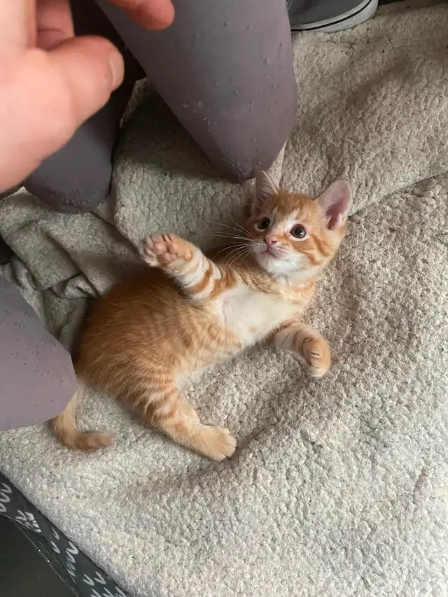 Chatons à vendre - Photo 2