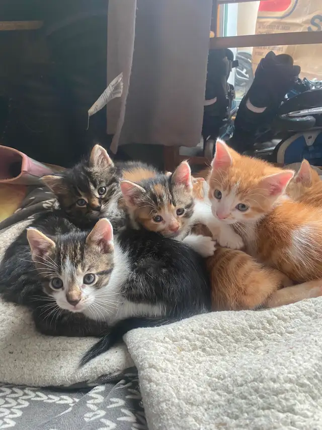 Chatons à vendre - Photo 3