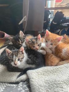 Chatons à vendre - Photo 3