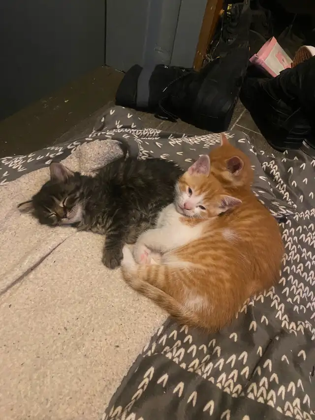 Chatons à vendre - Photo 4