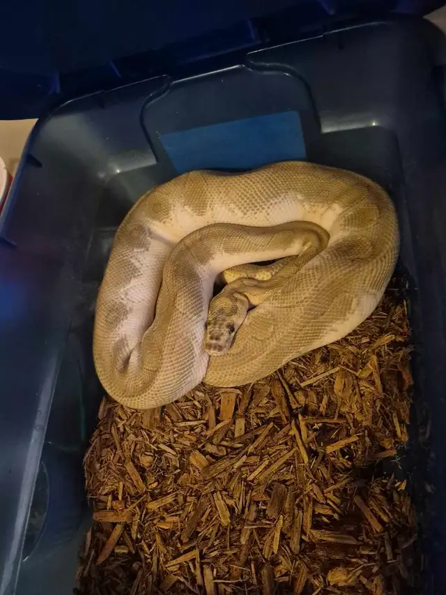 looking for Female ball pythons