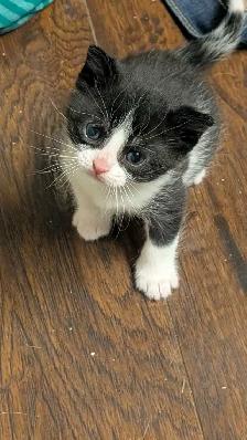 KITTENS For rehoming