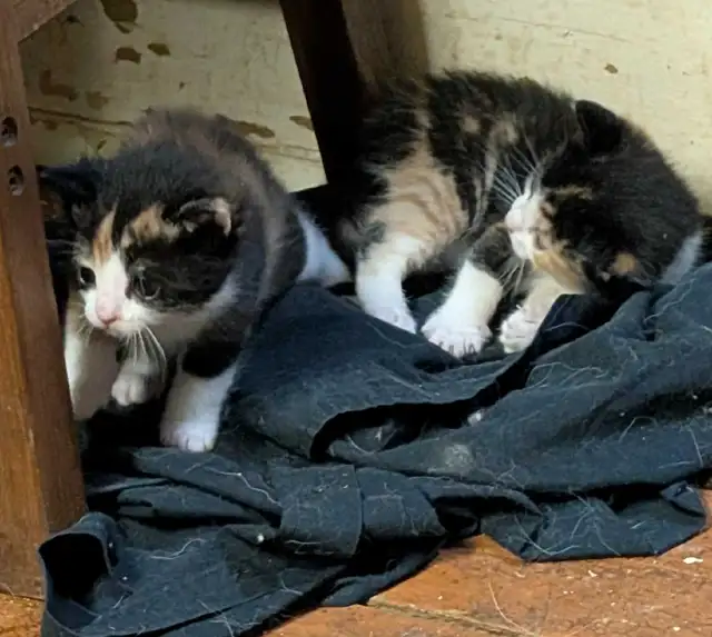 KITTENS For rehoming - Photo 2