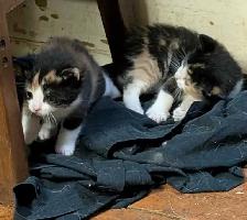 KITTENS For rehoming - Photo 2