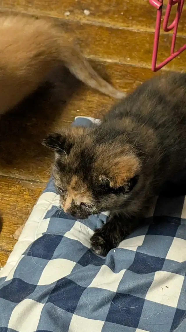 KITTENS For rehoming - Photo 3