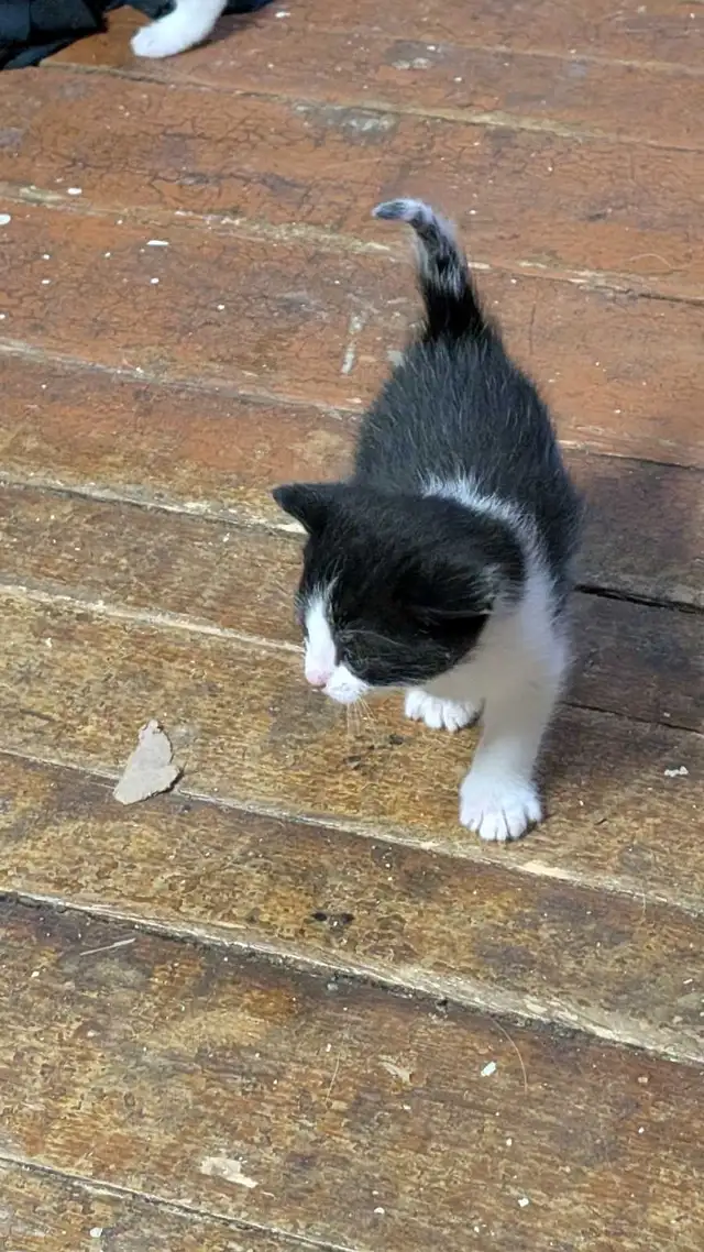 KITTENS For rehoming - Photo 4