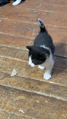 KITTENS For rehoming - Photo 4