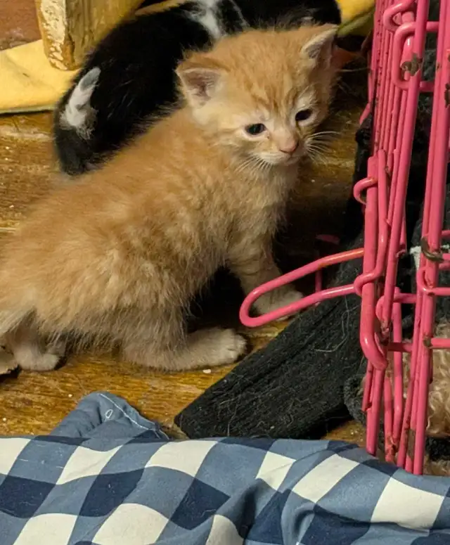 KITTENS For rehoming - Photo 5