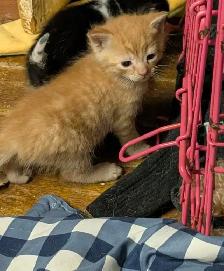 KITTENS For rehoming - Photo 5