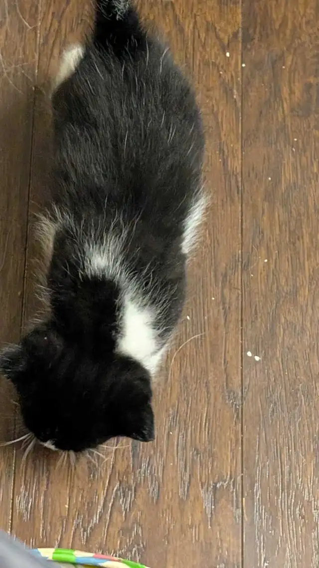 KITTENS For rehoming - Photo 6