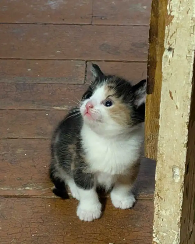 KITTENS For rehoming - Photo 7