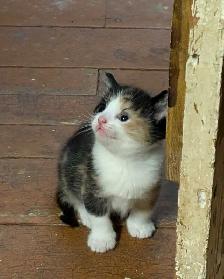 KITTENS For rehoming - Photo 7