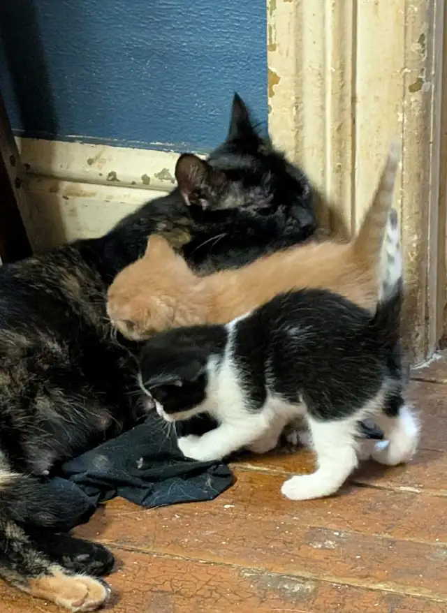 KITTENS For rehoming - Photo 8