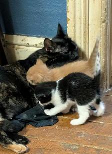 KITTENS For rehoming - Photo 8