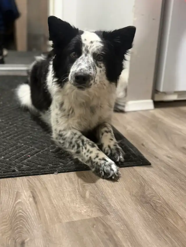 family companion/farm helper