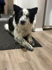 family companion/farm helper