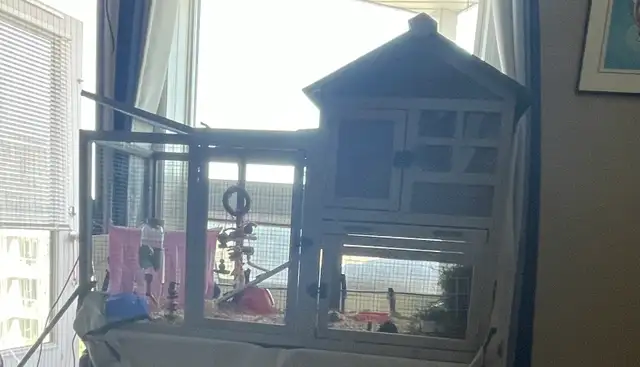 2 Female Guinea Pigs plus FULL Setup