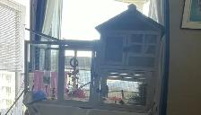 2 Female Guinea Pigs plus FULL Setup