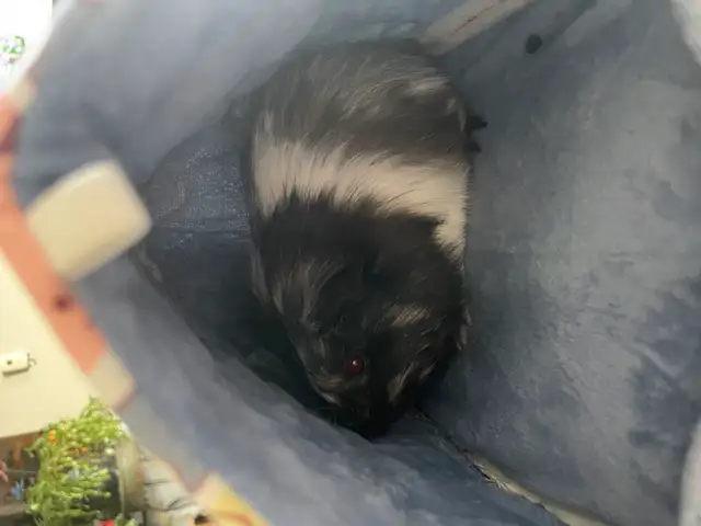 2 Female Guinea Pigs plus FULL Setup - Photo 2