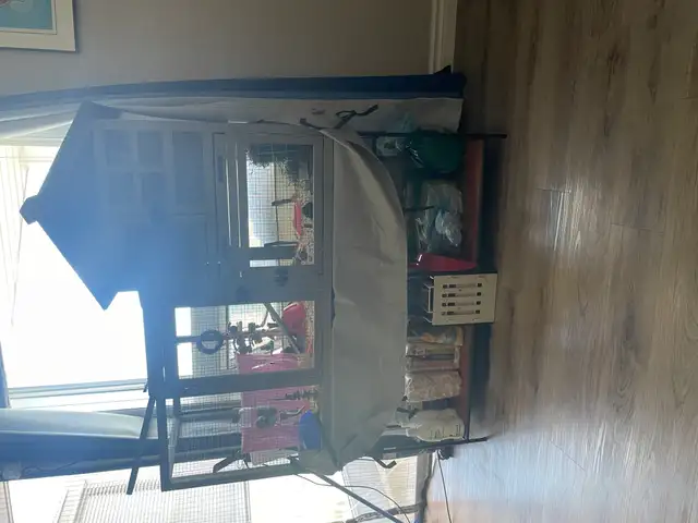 2 Female Guinea Pigs plus FULL Setup - Photo 3