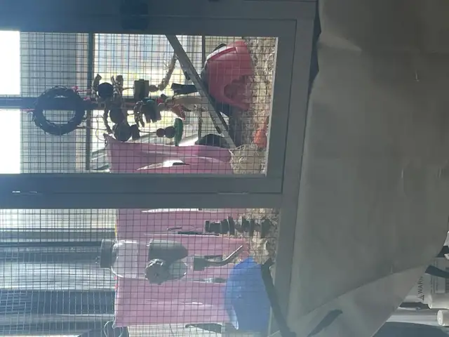 2 Female Guinea Pigs plus FULL Setup - Photo 4