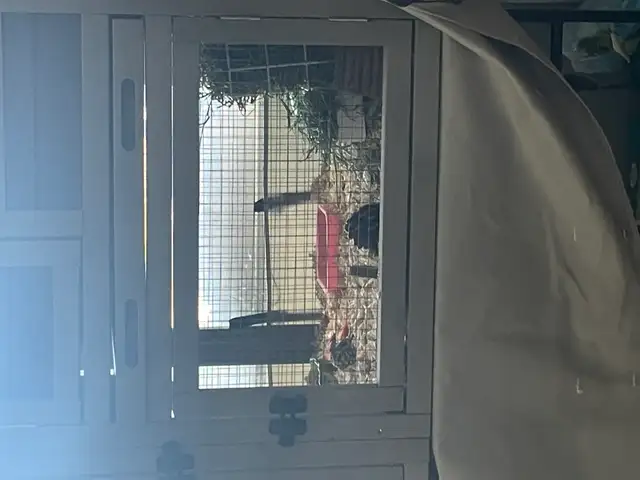 2 Female Guinea Pigs plus FULL Setup - Photo 5