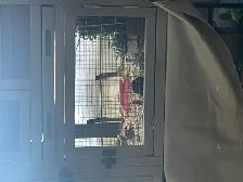 2 Female Guinea Pigs plus FULL Setup - Photo 5