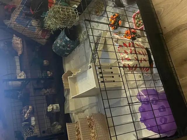 2 Female Guinea Pigs plus FULL Setup - Photo 6