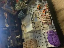 2 Female Guinea Pigs plus FULL Setup - Photo 6