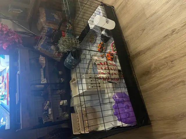 2 Female Guinea Pigs plus FULL Setup - Photo 7