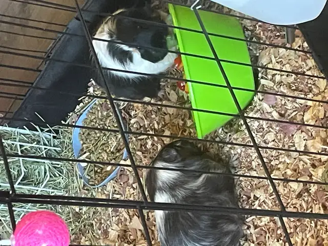 2 Female Guinea Pigs plus FULL Setup - Photo 8