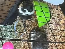 2 Female Guinea Pigs plus FULL Setup - Photo 8