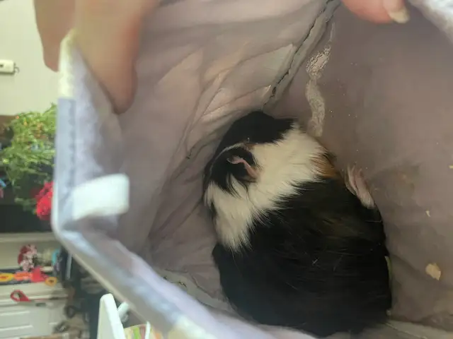 2 Female Guinea Pigs plus FULL Setup - Photo 9