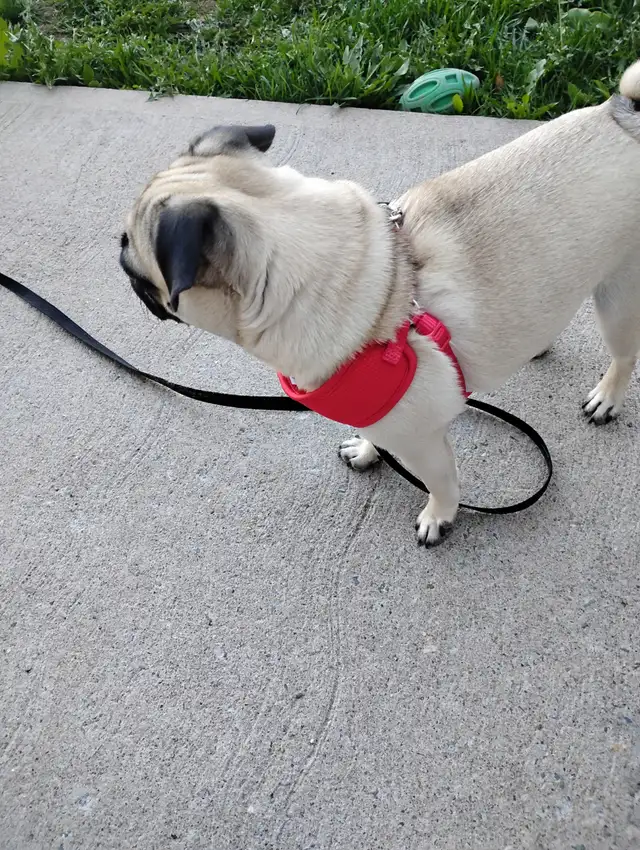 Can anybody help with 20-30 dollers to get to work until Friday