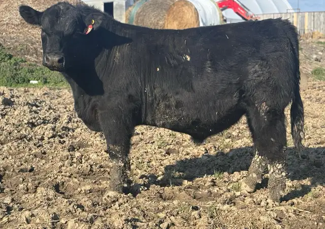 ANGUS BULLS FOR SALE - Photo 2