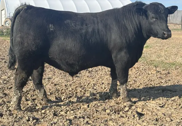 ANGUS BULLS FOR SALE - Photo 3